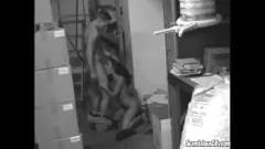 play Incontro bollente e birichino nel magazzino: ragazza viene scopata e succhia il cazzo